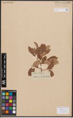 Salix bebbiana Sarg.